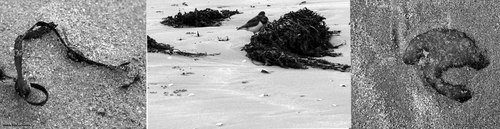 010305plagewhite_copie_1