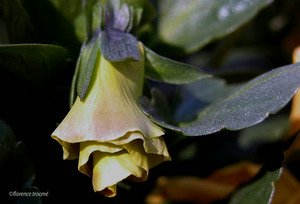020405pense_copie