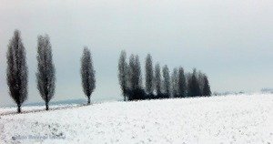 040205negie_copie_1
