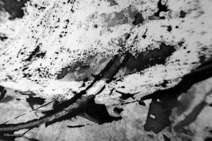 041105_dickinson 041105_dickinson