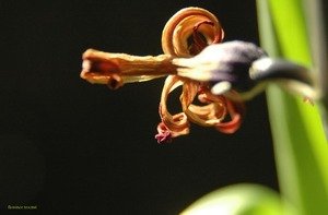 061205_aichinger