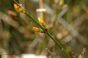 080205bourgeonjasminbonnefoy_copie