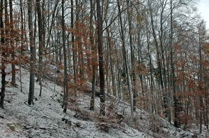 100106_garnier