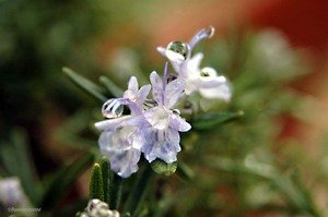 100445maulpoix_copie