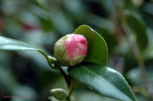 110305camelia_copie