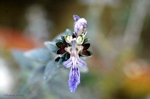 120206_dohollau