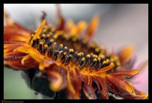 26_desautels 26_desautels