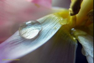 270105goutteroux_copie