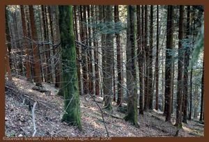 31_maximine_1