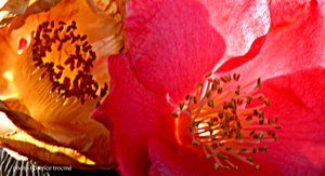 Camelias_copie