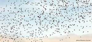 Oiseaux_janvier_05_blog_copie Oiseaux_janvier_05_blog_copie
