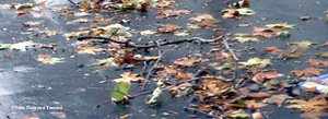 Tempte_paris12_feuilles_mor_copie Tempte_paris12_feuilles_mor_copie